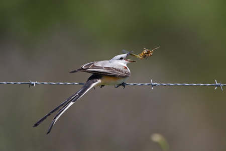 Male Scissor-tailed Flycatcher Tyrannus forficatus Perched on a Barbed Wire Fence Eating a Locust - Texasの写真素材