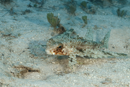 Flying Gurnard Dactylopterus volitans resting on a sandy bottom - Bonaire, Netherlands Antillesの写真素材