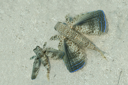 Pair of Flying Gurnards Dactylopterus volitans resting on a sandy bottom - Bonaire, Netherlands Antillesの写真素材