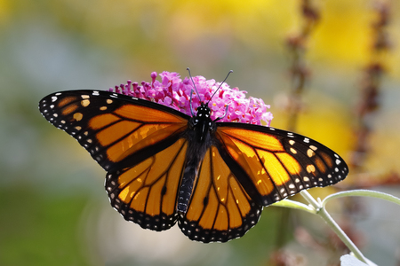 A Monarch Butterfly Danais plexippus obtaining nectar from a butterfly bush - Grand Bend, Ontario, Canadaの写真素材