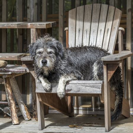 A large gray shaggy-haired mixed-breed dog relaxes in a wooden chair after a busy day at the cottage...
