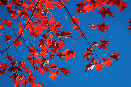 Sugar Maple Leaves Backlit Against a Blue Sky in Autumn - Ontario, Canadaの写真素材