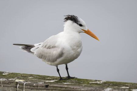 Royal Tern in Winter Plumage Thalasseus maximus Perched on a Railing - Jekyll Island, Georgia
