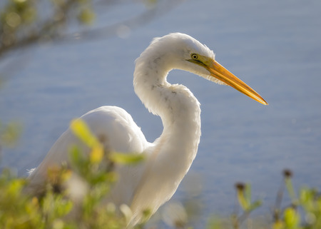 Great Egret Ardea alba stalking its prey - Jekyll Island, Georgiaの写真素材