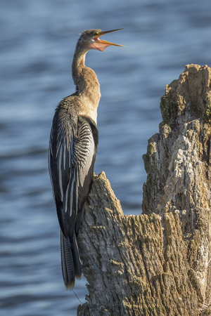 Female Anhinga with its Gular Pouch Extended - Melbourne, Floridaの写真素材