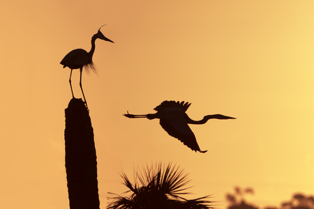 Silhouette of a Great Blue Heron Ardea herodias in flight as its mate looks on - Melbourne, Floridaの写真素材