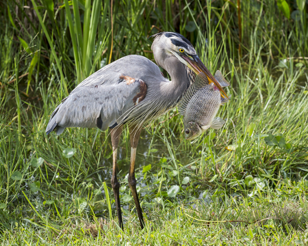 Great Blue Heron Ardea herodias Eating a Tilapia - Floridaの写真素材