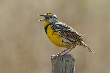 Eastern Meadowlark (Sturnella magna) Singing on a Wooden Fence Post - Floridaの写真素材