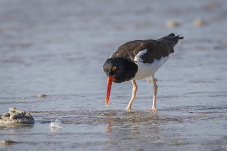 American Oystercatcher (Haematopus palliatus) Foraging in a Shallow Lagoon - St. Petersburg, Floridaの写真素材