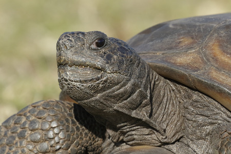 Closeup of an Endangered Gopher Tortoise (Gopherus polyphemus) - Florida