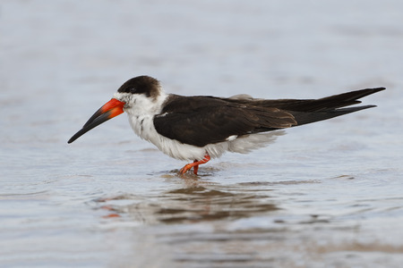 Black Skimmer (Rynchops niger) wading in a shallow tidal pool - St. Petersburg, Floridaの写真素材