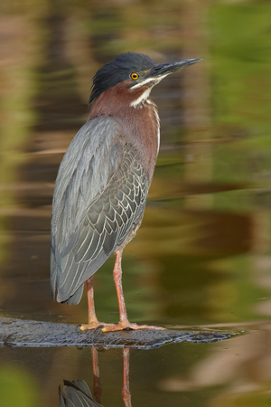 Green Heron (Butorides virescens) Standing on a Submerged Log - Green Cay, Floridaの写真素材