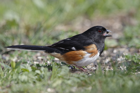 Male Eastern Towhee (Pipilo erythrophthalmus) with a seed in its beak - Ontario, Canadaの写真素材