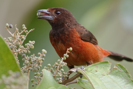 Female Crimson-backed Tanager (Ramphocelus dimidiatus) Eating a Berry - Panamaの写真素材