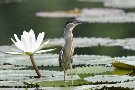 Striated Heron (Butorides striata) standing next to a blooming water lily - Chagres River,の写真素材