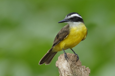 Lesser Kiskadee (Pitangus lictor) perched on a stump over the water - Chagres River, Panamaの写真素材