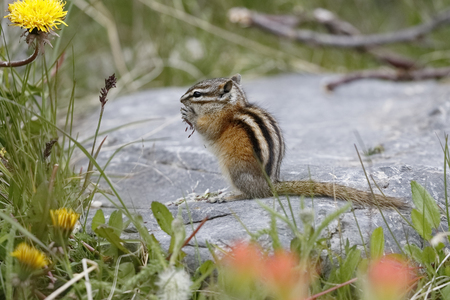 A Least Chipmunk (Tamias minimus) nibbles on some plants while sitting on a rock - Jasper National Park, Alberta, Canadaの写真素材