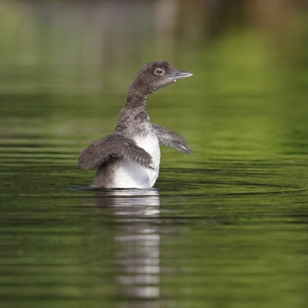 A three-week old Common Loon chick (Gavia immer) shakes its wings dry after an early morning dive - Ontario, Canadaの写真素材