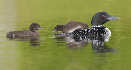 A three-week old Common Loon chick (Gavia immer) rides on its parent's back as its sibling swims behind - Ontario, Canadaの写真素材