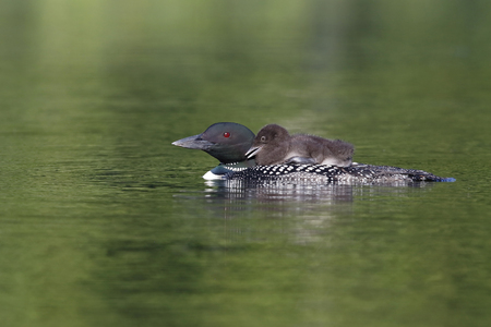 A two-week old Common Loon chick (Gavia immer) rides on its parent's back - Ontario, Canadaの写真素材