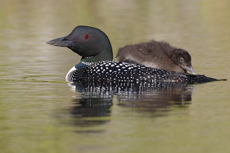 A two-week old Common Loon chick (Gavia immer) rides on its parent's back - Ontario, Canadaの写真素材