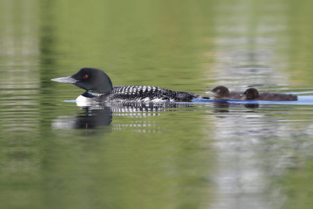 Two-week old Common Loon Chicks (Gavia immer) swimming behind their Parent - Ontario, Canadaの写真素材
