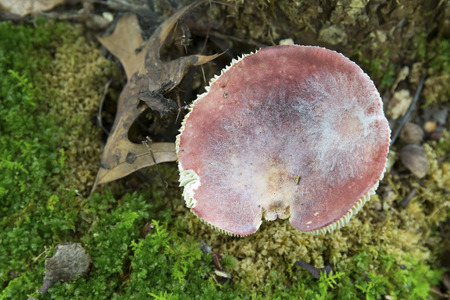 Mushroom growing in a bed of moss on the floor of an oak forest - Ohio, Michigan