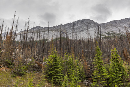 Aftermath of a forest fire in the Rocky Mountains - Jasper National Park, Alberta, Canadaの写真素材