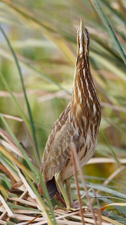 American Bittern (Botaurus lentiginosus) hiding in a cattail marsh - Melbourne, Florida