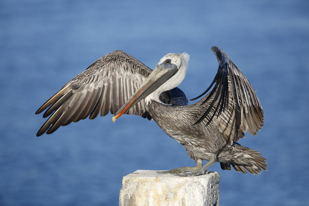 Immature Brown Pelican (Pelecanus occidentalis)  stretching its wings on a concrete dock piling - Cedar Key, Floridaの写真素材