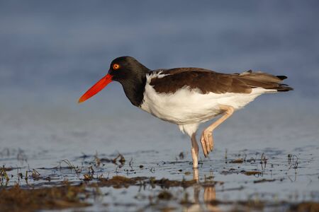 American Oystercatcher (Haematopus palliatus) standing on one leg in a shallow lagoon - St. Petersburg, Floridaの写真素材