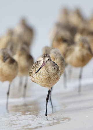 Marbled Godwits (Limosa fedoa) resting on a beach - Fort de Soto Park, St. Petersburgの写真素材
