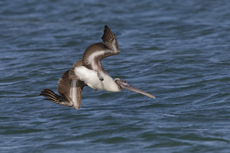 An immature Brown Pelican (Pelecanus occidentalis) dives toward the water to catch a fish - Fort de Soto Park, St. Petersburg, Floridaの写真素材