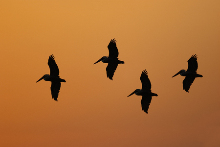 Group of Brown Pelicans (Pelecanus occidentalis) silhouetted in flight - St. Petersburg, Floridaの写真素材