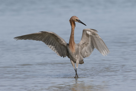Reddish Egret (Egretta rufescens) foraging in a tidal pool   - St. Petersburg, Floridaの写真素材