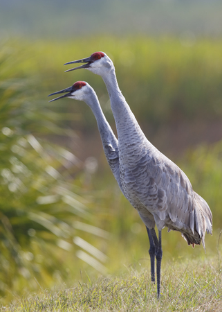 Pair of Sandhill Cranes (Grus canadensis) calling - Melbourne, Floridaの写真素材