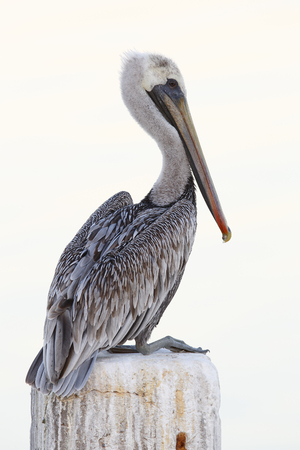 Immature Brown Pelican (Pelecanus occidentalis) perched on a dock piling in the Gulf of Mexico - Cedar Key, Floridaの写真素材