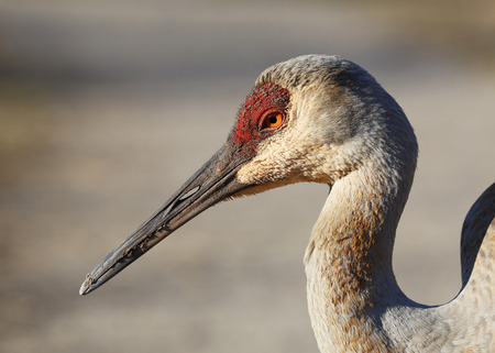 Closeup of a Sandhill Crane (Grus canadensis) - Kensington Metropark, Michiganの写真素材