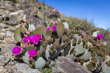 Beavertail Cactus and other wildflowers blooming  in the spring of 2017 in Joshua Tree National Park - Californiaの写真素材