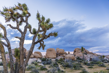 Joshua Trees (Yucca brevifolia) and Rock Formations in March under a cloudy sky - Joshua Tree National Park, Californiaの写真素材