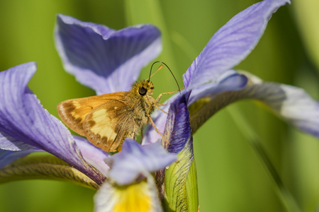Hobomok Skipper (Poanes hobomok) nectaring on Blue Flag Iris (Iris virginica) - Pinery Provincial Park, Ontario, Canadaの写真素材