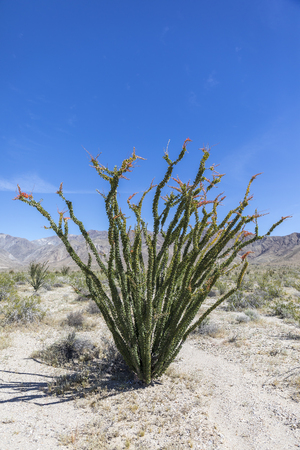 Ocotillo (Fouquieria splendens) flowering in the Mojave Desert - Anza-Borrego State Park, Californiaの写真素材