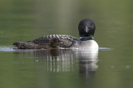 A week-old Common Loon chick (Gavia immer) swims alongside its mother on a Canadian lake - Haliburton Highlands, Ontarioの写真素材