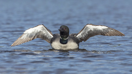 A Common Loon (Gavia immer) rises from the water to shake its wings dry - Ontario, Canadaの写真素材
