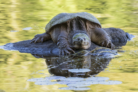 Large Common Snapping Turtle (Chelydra serpentina) basking on a rock - Haliburton, Ontario, Canadaの写真素材