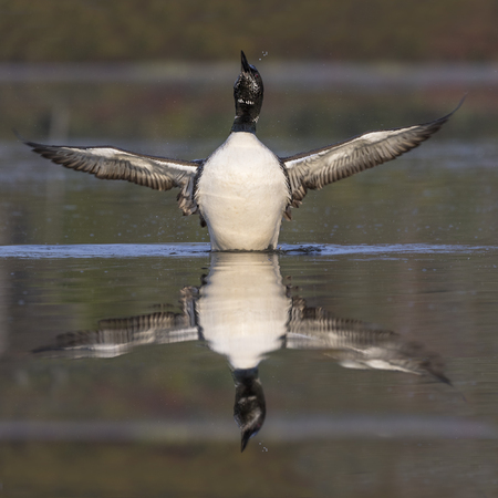 A Common Loon (Gavia immer) in partial molt flaps its wings after preening in late summer - Haliburton, Ontario, Canadaの写真素材