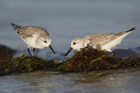 Pair of Sanderlings (Calidris alba) foraging in some washed up algae on a beach - Estero Island, Floridaの写真素材