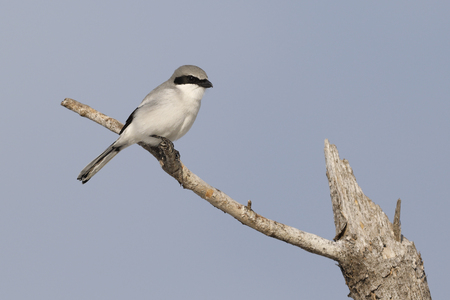 Loggerhead Shrike (Lanius ludovicianus) perched on a dead branchの写真素材