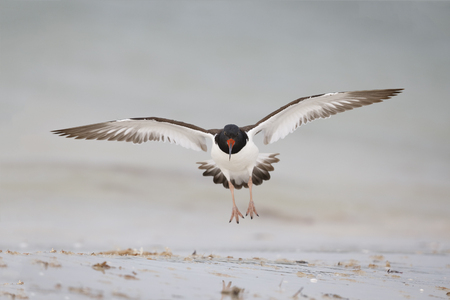 American Oystercatcher (Haematopus palliatus) preparing to land on a Florida beach - Honeymoon Island State Parkの写真素材