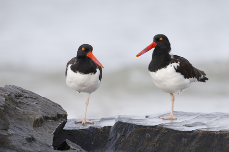 Pair of American Oystercatchers (Haematopus palliatus) perched on some rocks - Honeymoon Island State Park, Floridaの写真素材